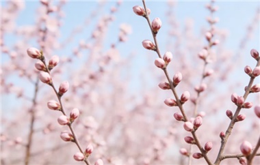 今日驚蟄 | 春“鮮”正當(dāng)食，一口吃春去