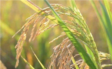 春風種綠，匠心守味｜溯源長康綠色原料基地